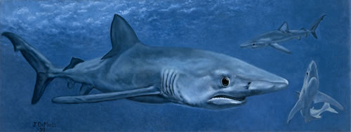 Sharks jpg